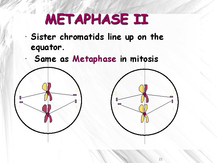  Sister chromatids line up on the equator. Same as Metaphase in mitosis 21