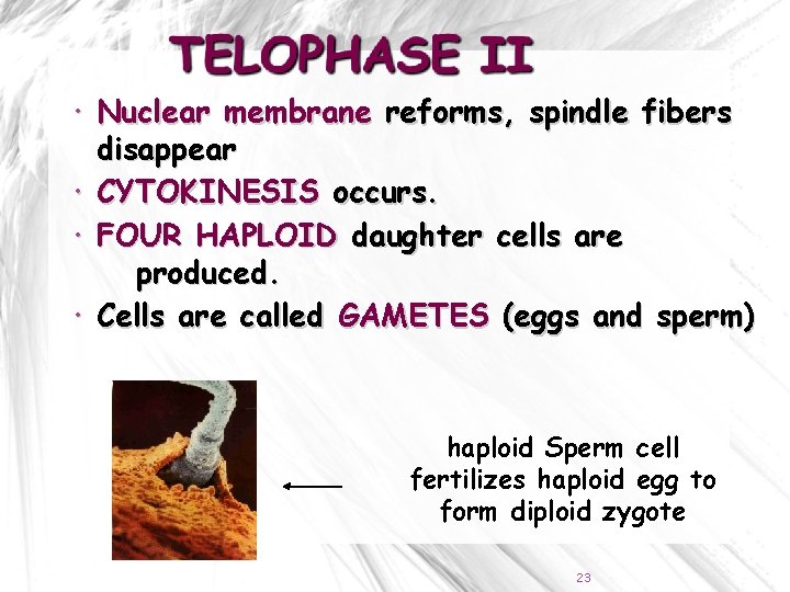  Nuclear membrane reforms, spindle fibers disappear CYTOKINESIS occurs. FOUR HAPLOID daughter cells are