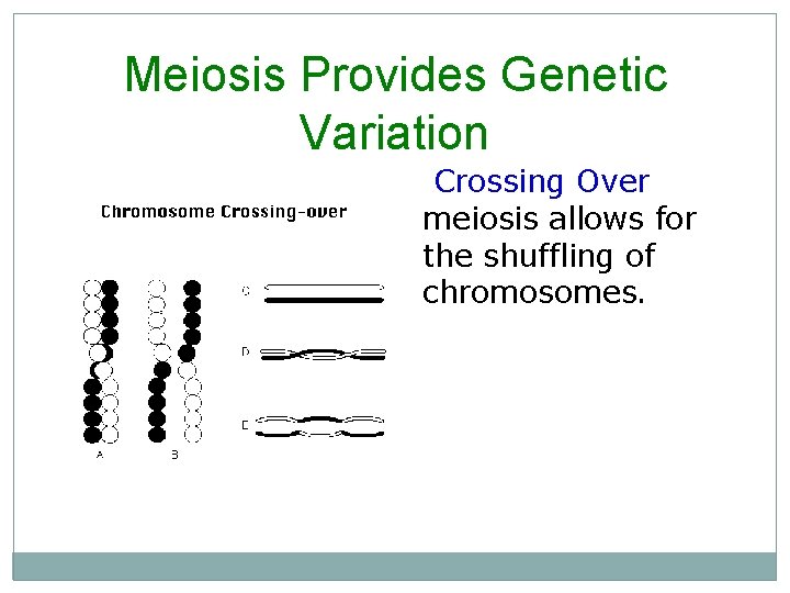 Meiosis Provides Genetic Variation Crossing Over meiosis allows for the shuffling of chromosomes. 