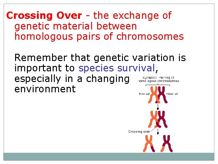 Crossing Over - the exchange of genetic material between homologous pairs of chromosomes Remember