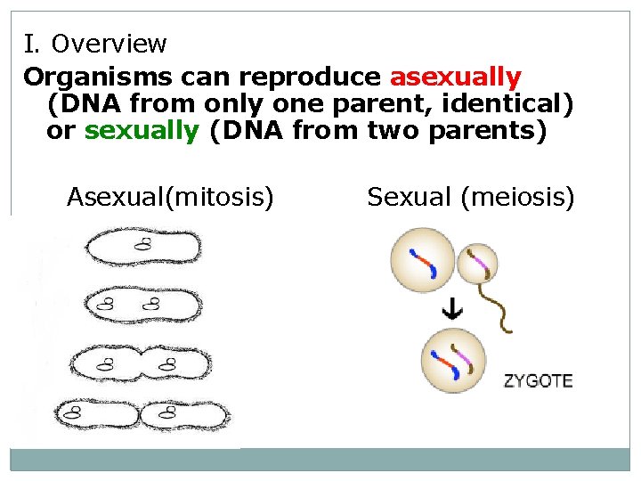 I. Overview Organisms can reproduce asexually (DNA from only one parent, identical) or sexually