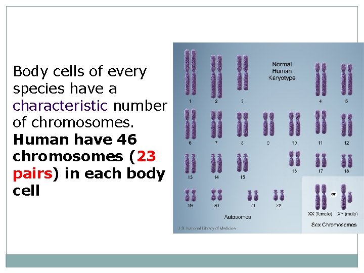 Body cells of every species have a characteristic number of chromosomes. Human have 46
