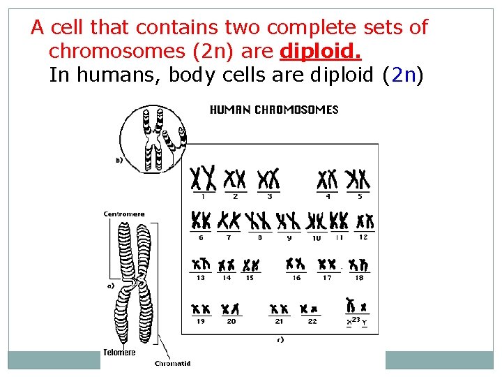 A cell that contains two complete sets of chromosomes (2 n) are diploid. In
