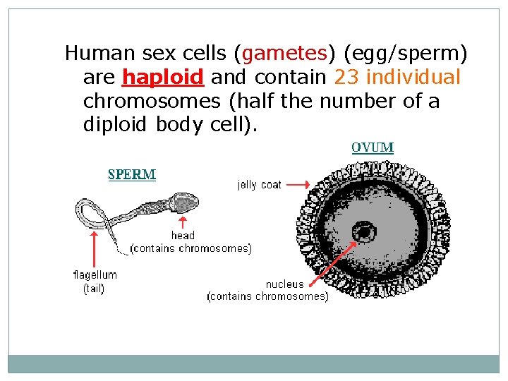 Human sex cells (gametes) (egg/sperm) are haploid and contain 23 individual chromosomes (half the