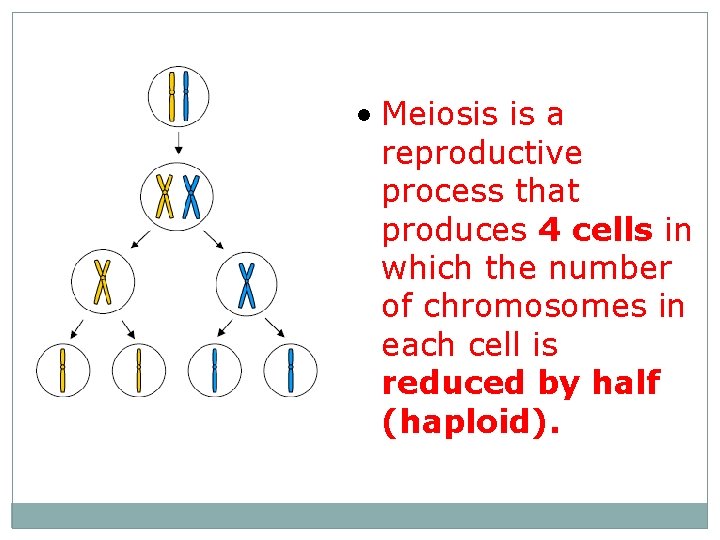  • Meiosis is a reproductive process that produces 4 cells in which the