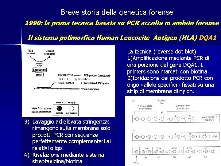 Breve storia della genetica forense 1990: la prima tecnica basata su PCR accolta in Breve storia della genetica forense 1990: la prima tecnica basata su PCR accolta in