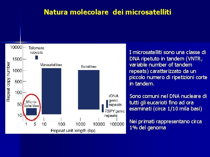 Natura molecolare dei microsatelliti I microsatelliti sono una classe di DNA ripetuto in tandem Natura molecolare dei microsatelliti I microsatelliti sono una classe di DNA ripetuto in tandem