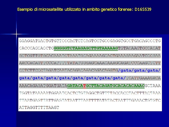 Esempio di microsatellite utilizzato in ambito genetico forense: D 16 S 539 Esempio di microsatellite utilizzato in ambito genetico forense: D 16 S 539