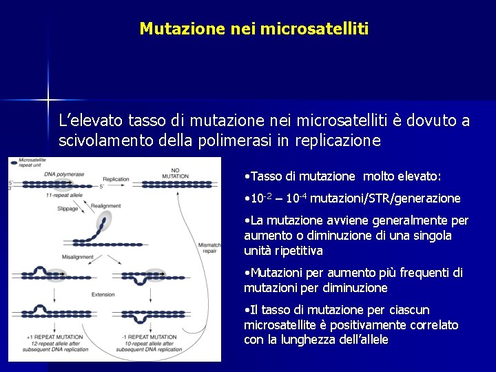 Mutazione nei microsatelliti L’elevato tasso di mutazione nei microsatelliti è dovuto a scivolamento della Mutazione nei microsatelliti L’elevato tasso di mutazione nei microsatelliti è dovuto a scivolamento della