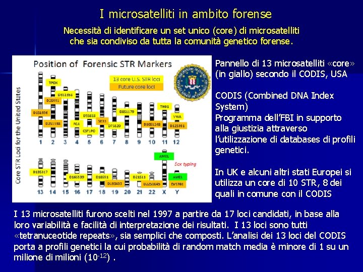 I microsatelliti in ambito forense Necessità di identificare un set unico (core) di microsatelliti I microsatelliti in ambito forense Necessità di identificare un set unico (core) di microsatelliti