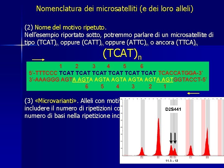 Nomenclatura dei microsatelliti (e dei loro alleli) (2) Nome del motivo ripetuto. Nell’esempio riportato Nomenclatura dei microsatelliti (e dei loro alleli) (2) Nome del motivo ripetuto. Nell’esempio riportato