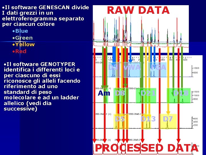 • Il software GENESCAN divide I dati grezzi in un elettroferogramma separato per • Il software GENESCAN divide I dati grezzi in un elettroferogramma separato per
