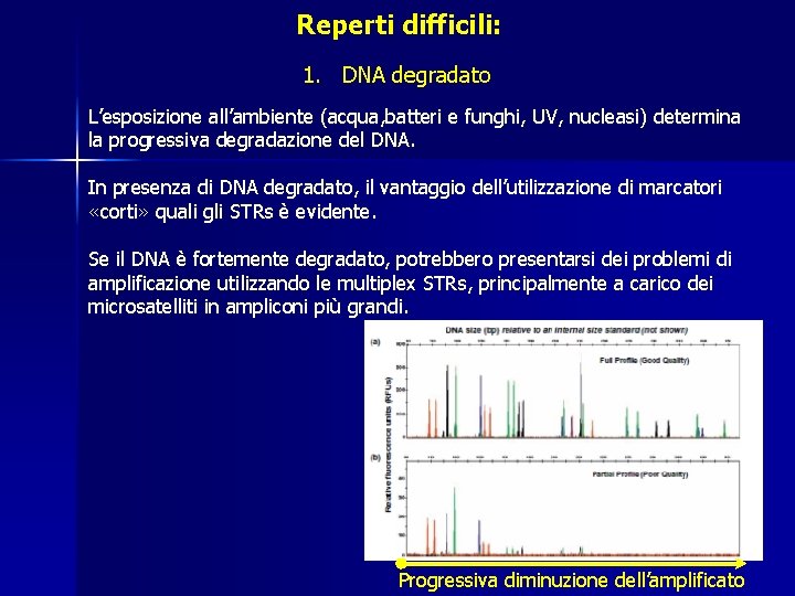 Reperti difficili: 1. DNA degradato L’esposizione all’ambiente (acqua, batteri e funghi, UV, nucleasi) determina Reperti difficili: 1. DNA degradato L’esposizione all’ambiente (acqua, batteri e funghi, UV, nucleasi) determina