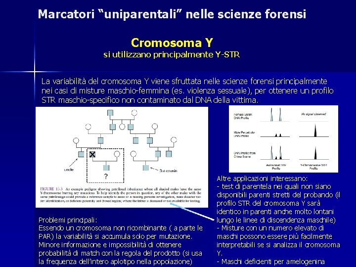 Marcatori “uniparentali” nelle scienze forensi Cromosoma Y si utilizzano principalmente Y-STR La variabilità del Marcatori “uniparentali” nelle scienze forensi Cromosoma Y si utilizzano principalmente Y-STR La variabilità del