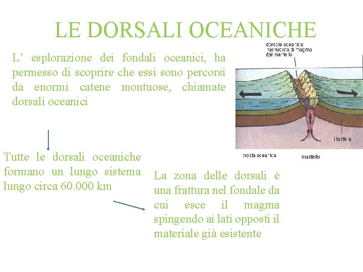 LE DORSALI OCEANICHE L’ esplorazione dei fondali oceanici, ha permesso di scoprire che essi LE DORSALI OCEANICHE L’ esplorazione dei fondali oceanici, ha permesso di scoprire che essi