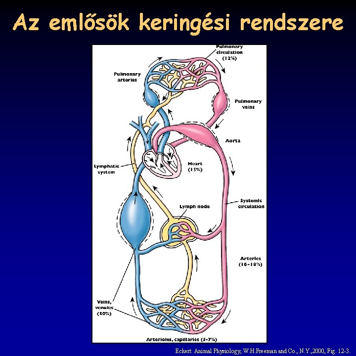 Az emlősök keringési rendszere Eckert: Animal Physiology, W. H. Freeman and Co. , N.