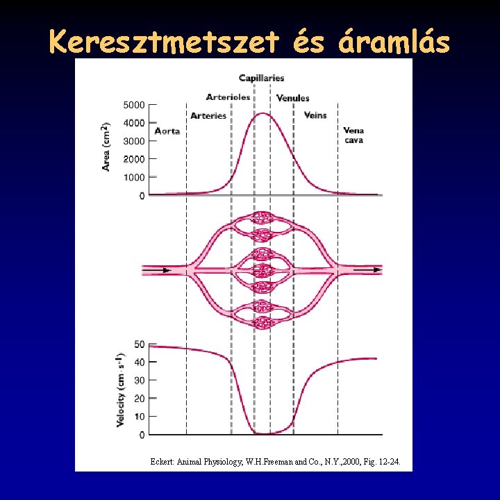 Keresztmetszet és áramlás Eckert: Animal Physiology, W. H. Freeman and Co. , N. Y.