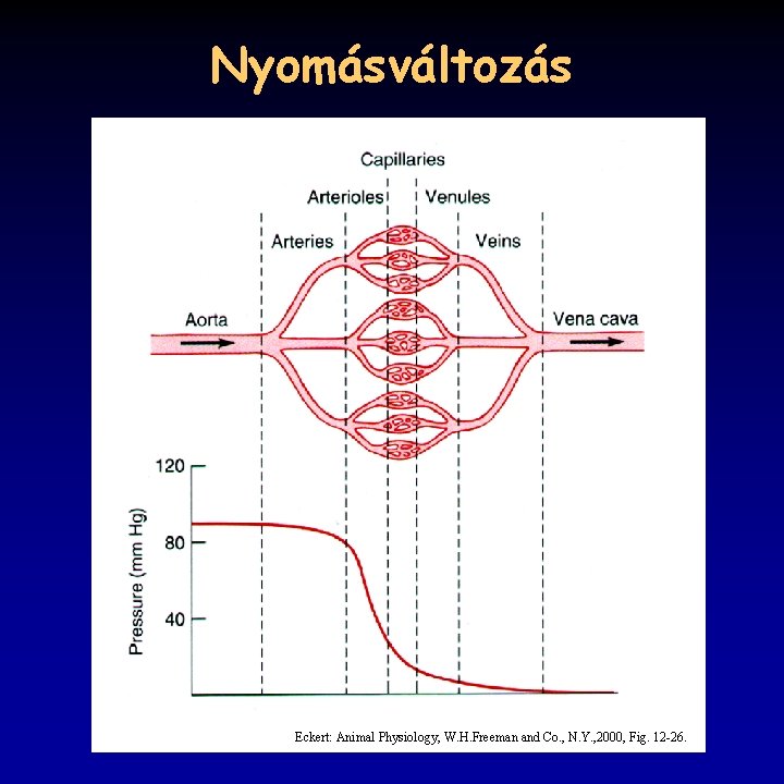 Nyomásváltozás Eckert: Animal Physiology, W. H. Freeman and Co. , N. Y. , 2000,