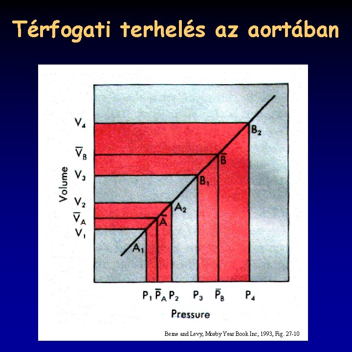 Térfogati terhelés az aortában Berne and Levy, Mosby Year Book Inc, 1993, Fig. 27