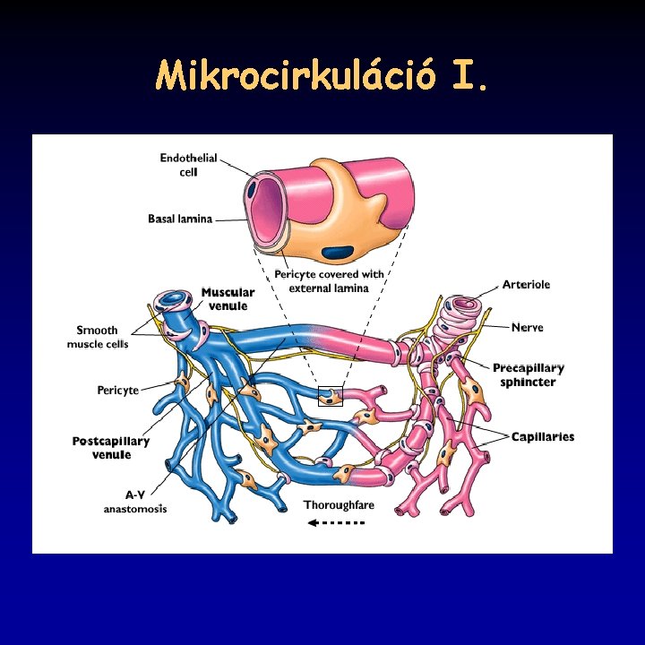 Mikrocirkuláció I. 