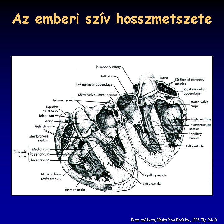 Az emberi szív hosszmetszete Berne and Levy, Mosby Year Book Inc, 1993, Fig. 24