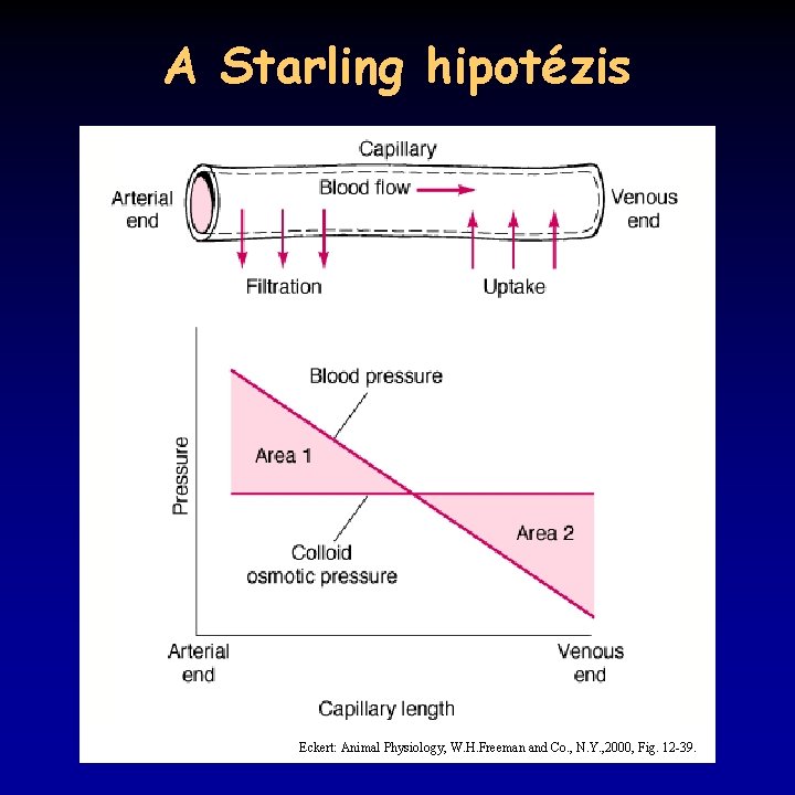 A Starling hipotézis Eckert: Animal Physiology, W. H. Freeman and Co. , N. Y.