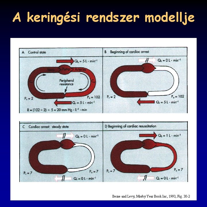 A keringési rendszer modellje Berne and Levy, Mosby Year Book Inc, 1993, Fig. 30