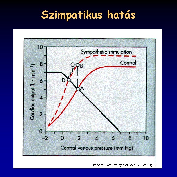 Szimpatikus hatás Berne and Levy, Mosby Year Book Inc, 1993, Fig. 30 -9 