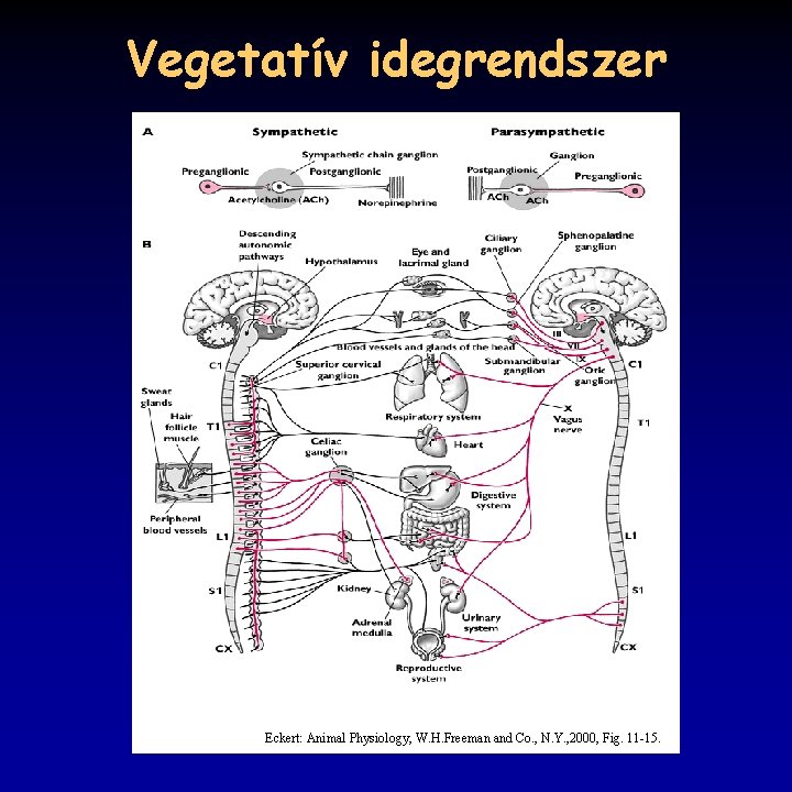 Vegetatív idegrendszer Eckert: Animal Physiology, W. H. Freeman and Co. , N. Y. ,