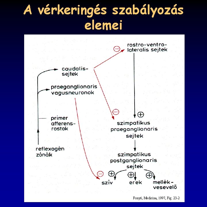 A vérkeringés szabályozás elemei Fonyó, Medicina, 1997, Fig. 23 -2 