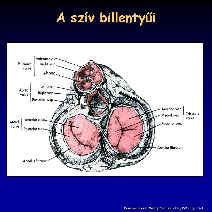 A szív billentyűi Berne and Levy, Mosby Year Book Inc, 1993, Fig. 24 -11