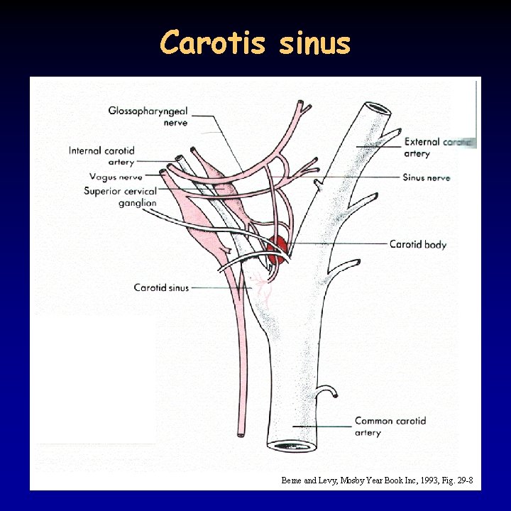 Carotis sinus Berne and Levy, Mosby Year Book Inc, 1993, Fig. 29 -8 