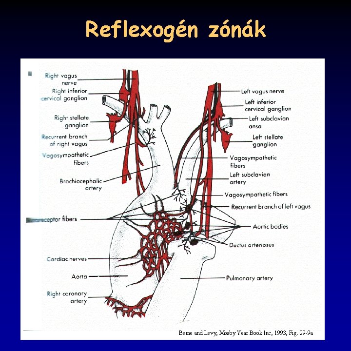 Reflexogén zónák Berne and Levy, Mosby Year Book Inc, 1993, Fig. 29 -9 a