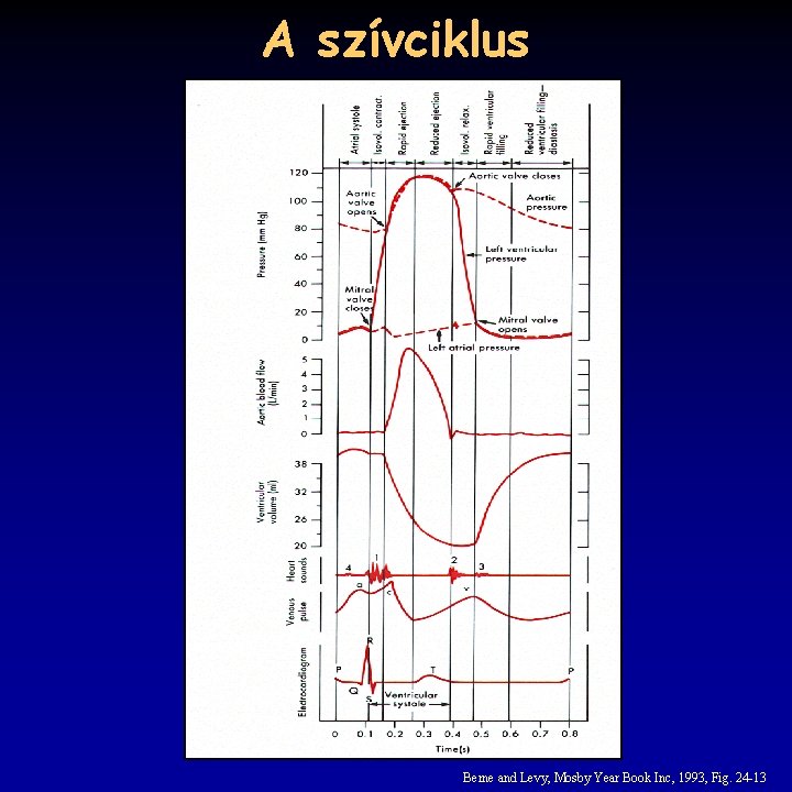 A szívciklus Berne and Levy, Mosby Year Book Inc, 1993, Fig. 24 -13 