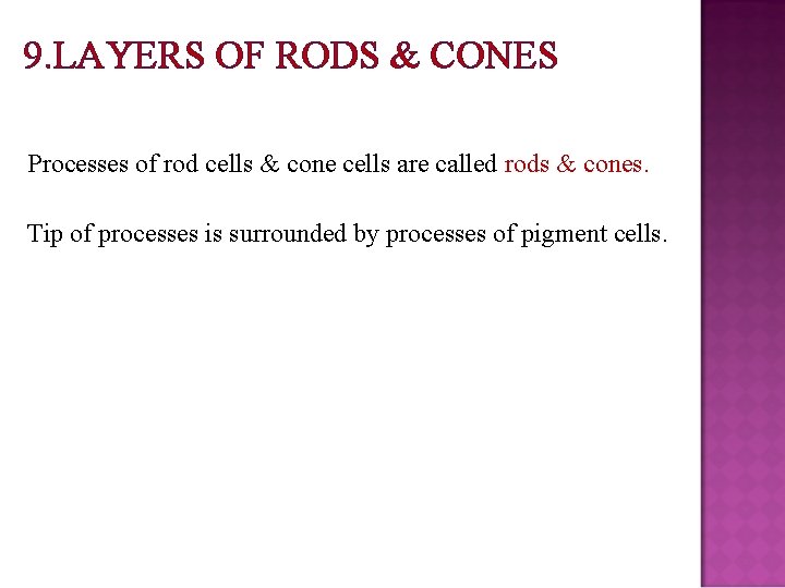 9. LAYERS OF RODS & CONES Processes of rod cells & cone cells are