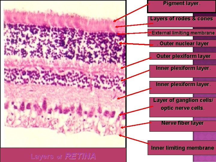 Pigment layer. Layers of rodes & cones. External limiting membrane. Outer nuclear layer Outer
