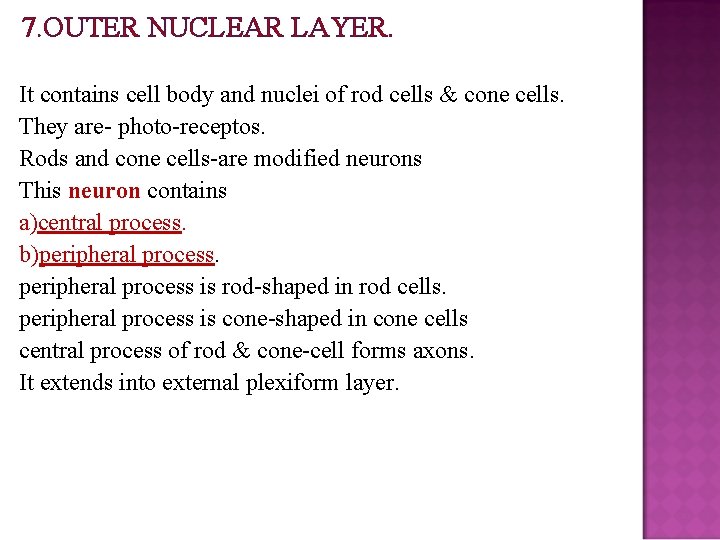 7. OUTER NUCLEAR LAYER. It contains cell body and nuclei of rod cells &