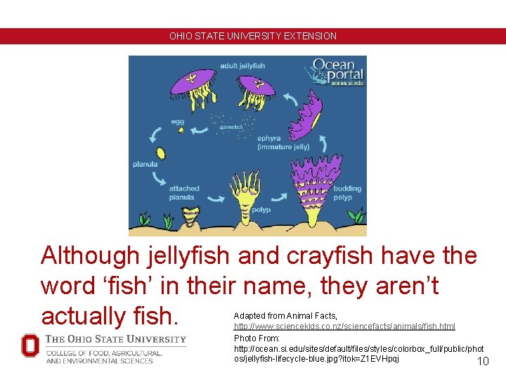 OHIO STATE UNIVERSITY EXTENSION Although jellyfish and crayfish have the word ‘fish’ in their OHIO STATE UNIVERSITY EXTENSION Although jellyfish and crayfish have the word ‘fish’ in their