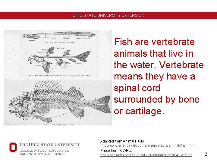OHIO STATE UNIVERSITY EXTENSION Fish are vertebrate animals that live in the water. Vertebrate OHIO STATE UNIVERSITY EXTENSION Fish are vertebrate animals that live in the water. Vertebrate