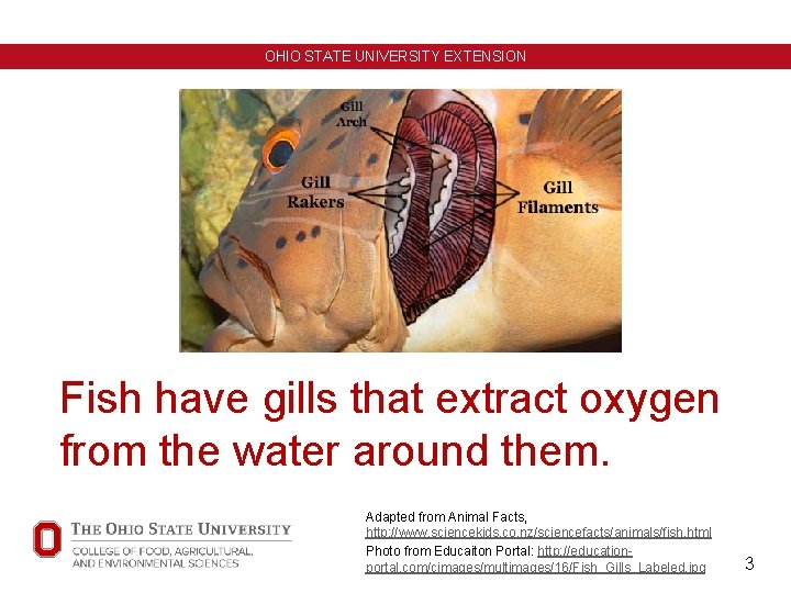 OHIO STATE UNIVERSITY EXTENSION Fish have gills that extract oxygen from the water around OHIO STATE UNIVERSITY EXTENSION Fish have gills that extract oxygen from the water around
