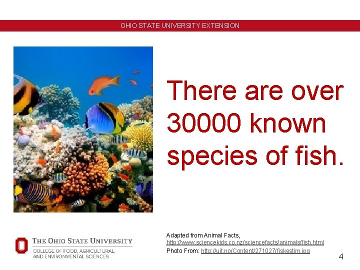 OHIO STATE UNIVERSITY EXTENSION There are over 30000 known species of fish. Adapted from OHIO STATE UNIVERSITY EXTENSION There are over 30000 known species of fish. Adapted from