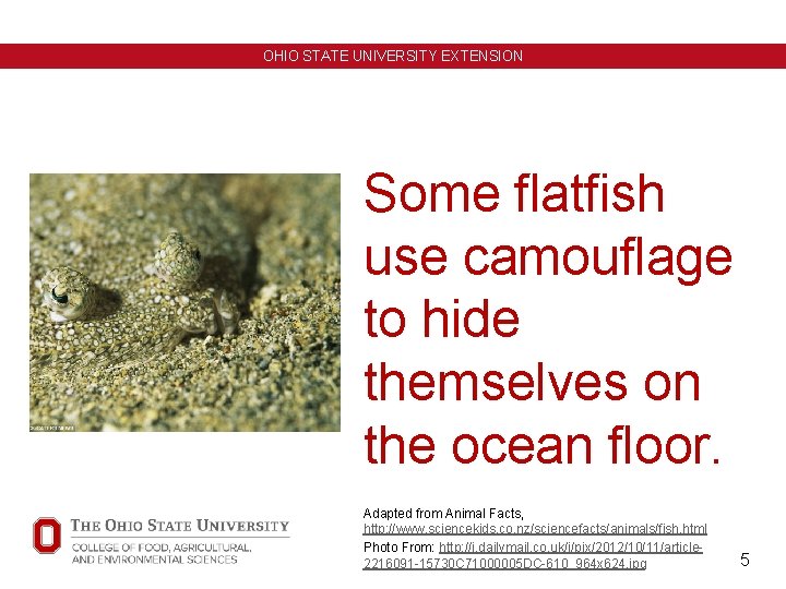 OHIO STATE UNIVERSITY EXTENSION Some flatfish use camouflage to hide themselves on the ocean OHIO STATE UNIVERSITY EXTENSION Some flatfish use camouflage to hide themselves on the ocean