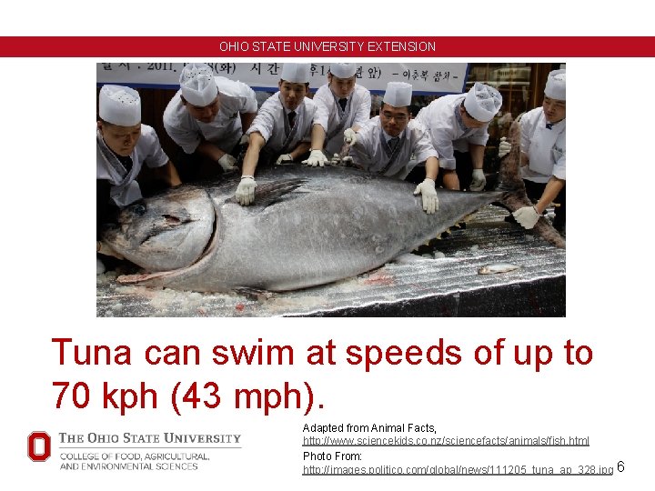 OHIO STATE UNIVERSITY EXTENSION Tuna can swim at speeds of up to 70 kph OHIO STATE UNIVERSITY EXTENSION Tuna can swim at speeds of up to 70 kph