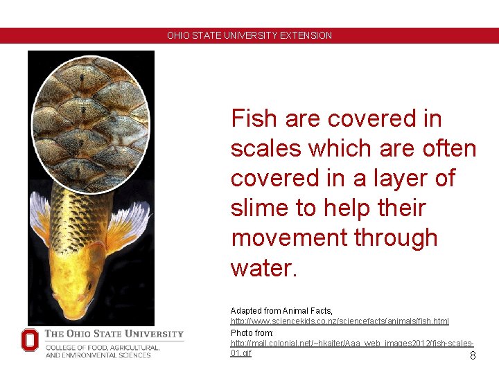 OHIO STATE UNIVERSITY EXTENSION Fish are covered in scales which are often covered in OHIO STATE UNIVERSITY EXTENSION Fish are covered in scales which are often covered in