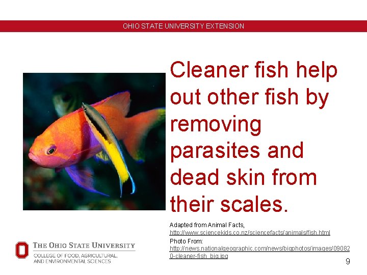 OHIO STATE UNIVERSITY EXTENSION Cleaner fish help out other fish by removing parasites and OHIO STATE UNIVERSITY EXTENSION Cleaner fish help out other fish by removing parasites and