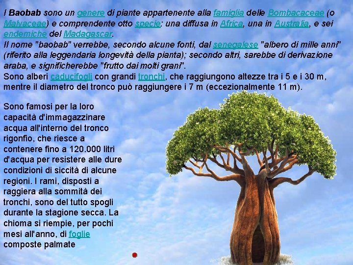 I Baobab sono un genere di piante appartenente alla famiglia delle Bombacaceae (o Malvaceae)