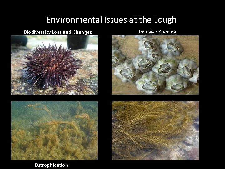 Environmental Issues at the Lough Biodiversity Loss and Changes Eutrophication Invasive Species 