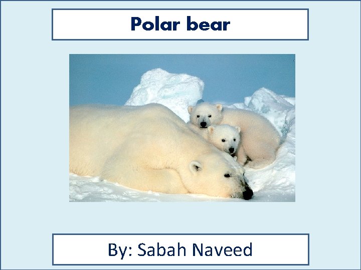 Polar bear By: Sabah Naveed 
