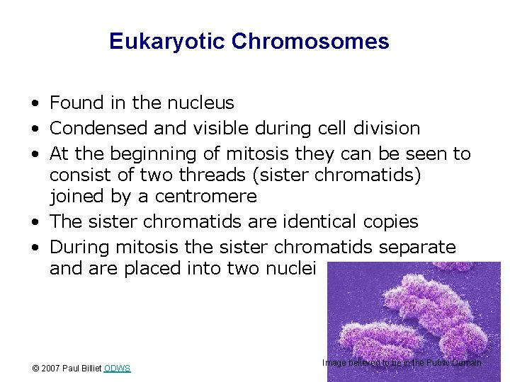 Eukaryotic Chromosomes • Found in the nucleus • Condensed and visible during cell division