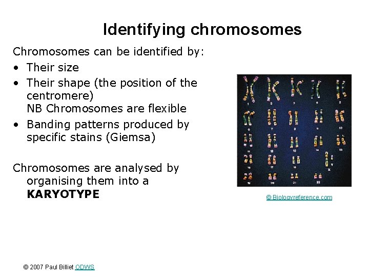 Identifying chromosomes Chromosomes can be identified by: • Their size • Their shape (the